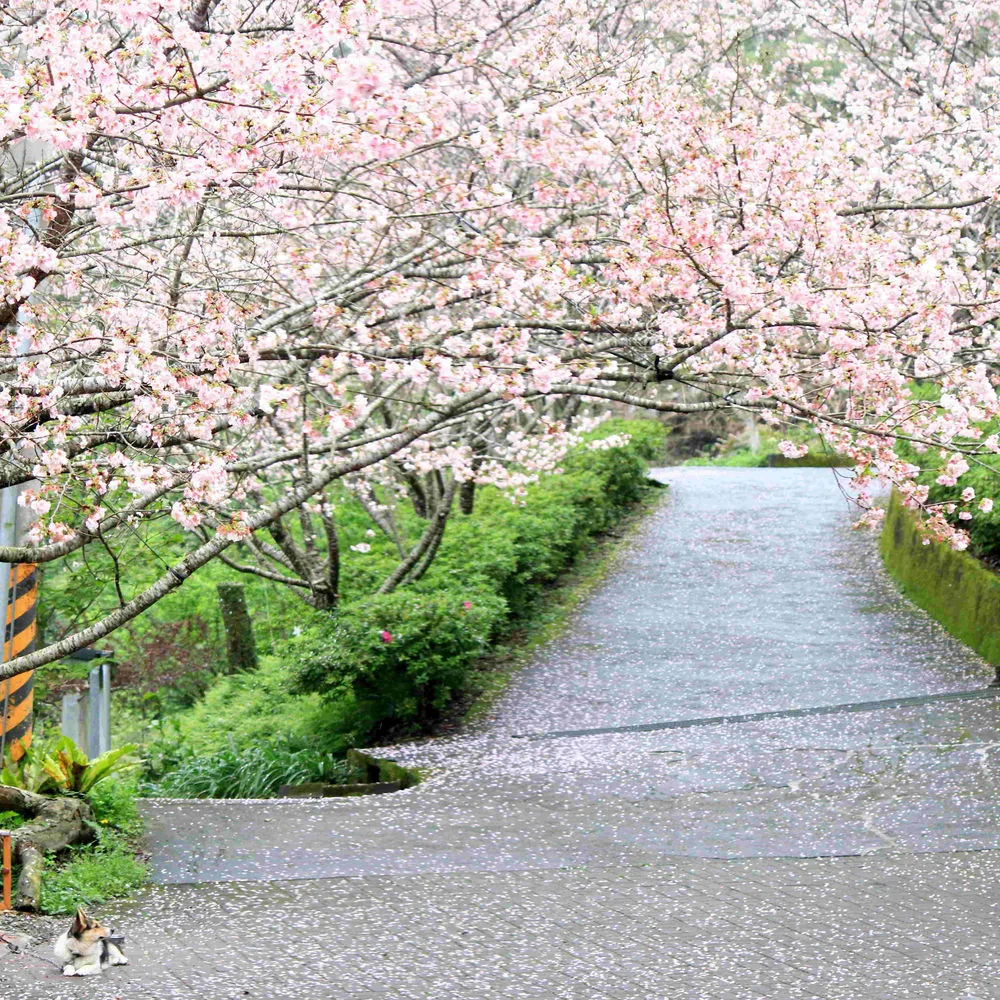 櫻花盛開的山間步道